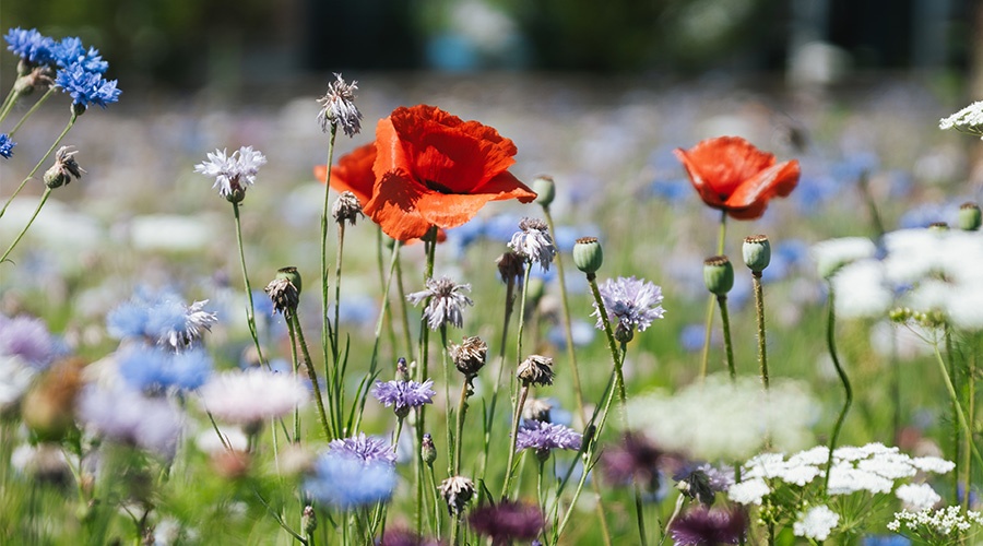 Pro 10 publiceert met trots het eerste MVO-jaarverslag